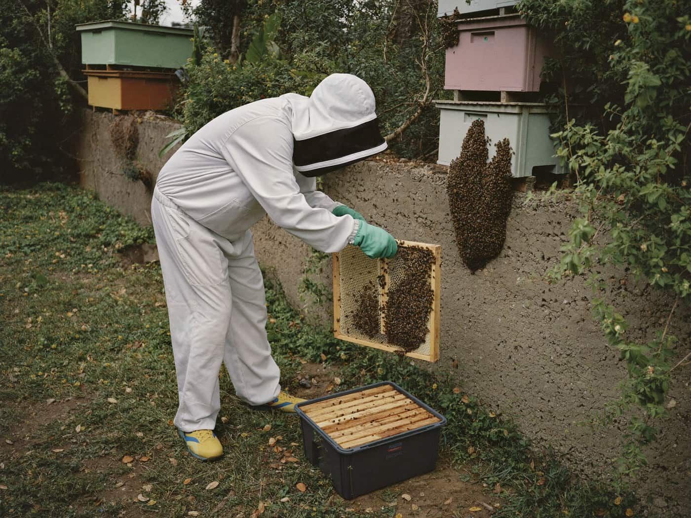 bee relocation
